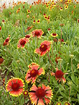 西藏 格桑花