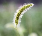 狗尾草
