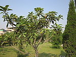 枇杷树