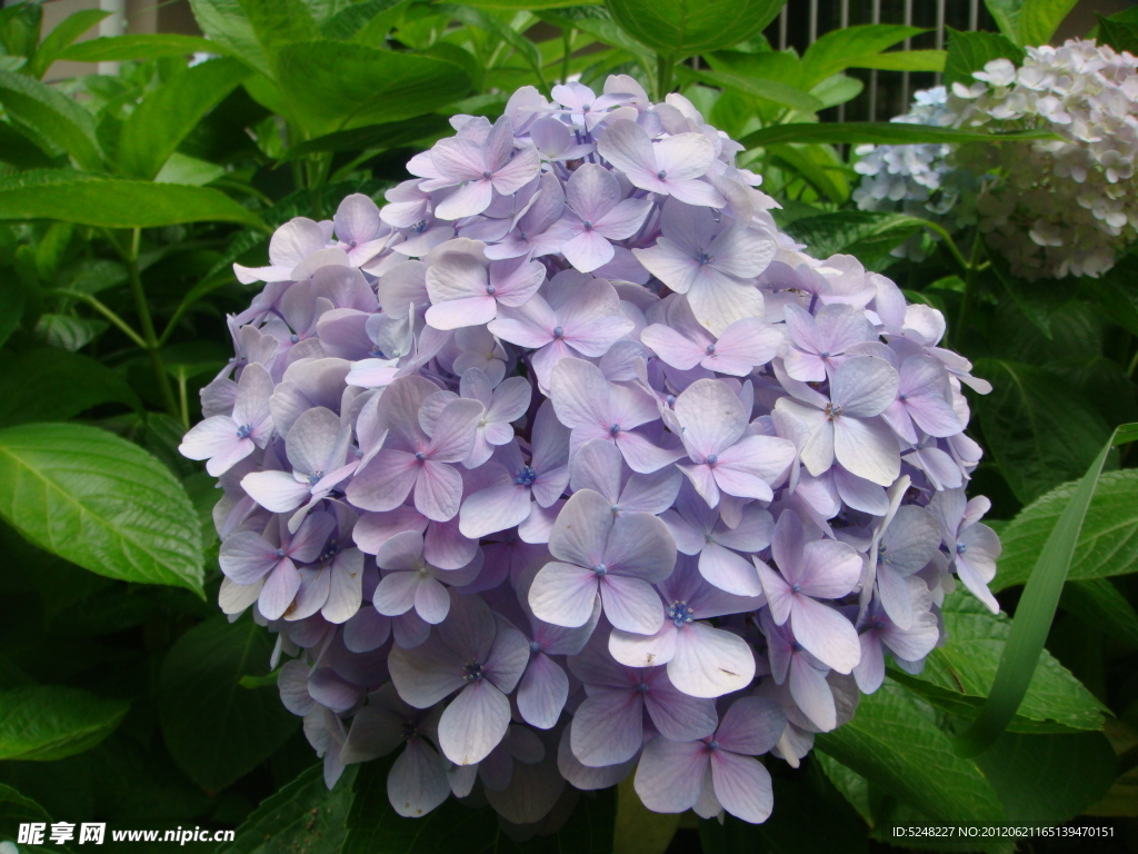淡紫色的绣球花