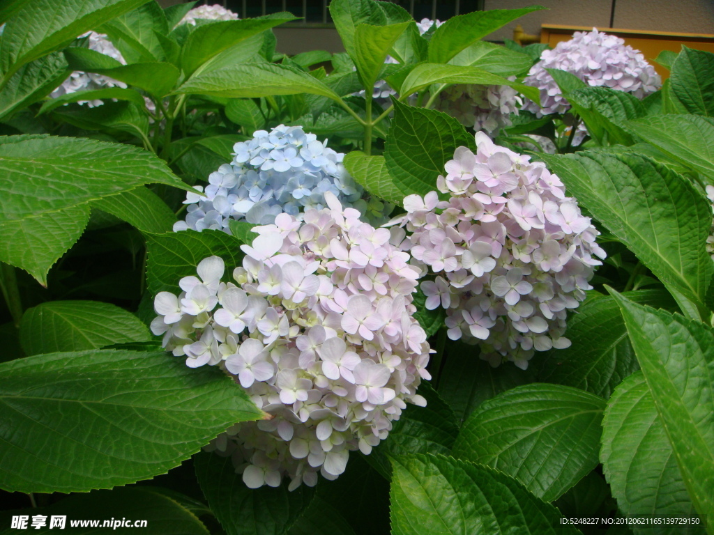 冰蓝色的绣球花