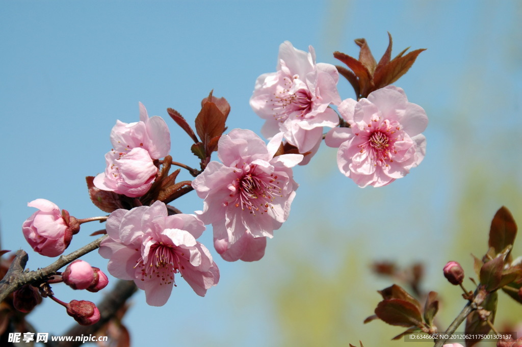 樱花