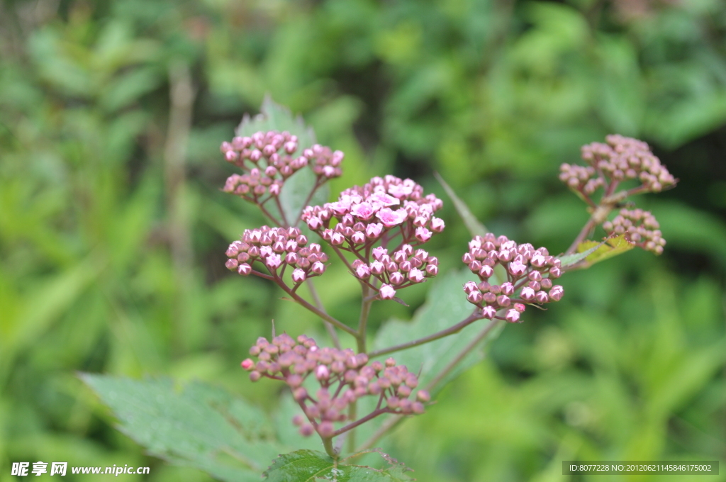 小花草