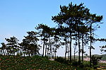 山顶的松林