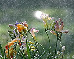 阵雨花朵