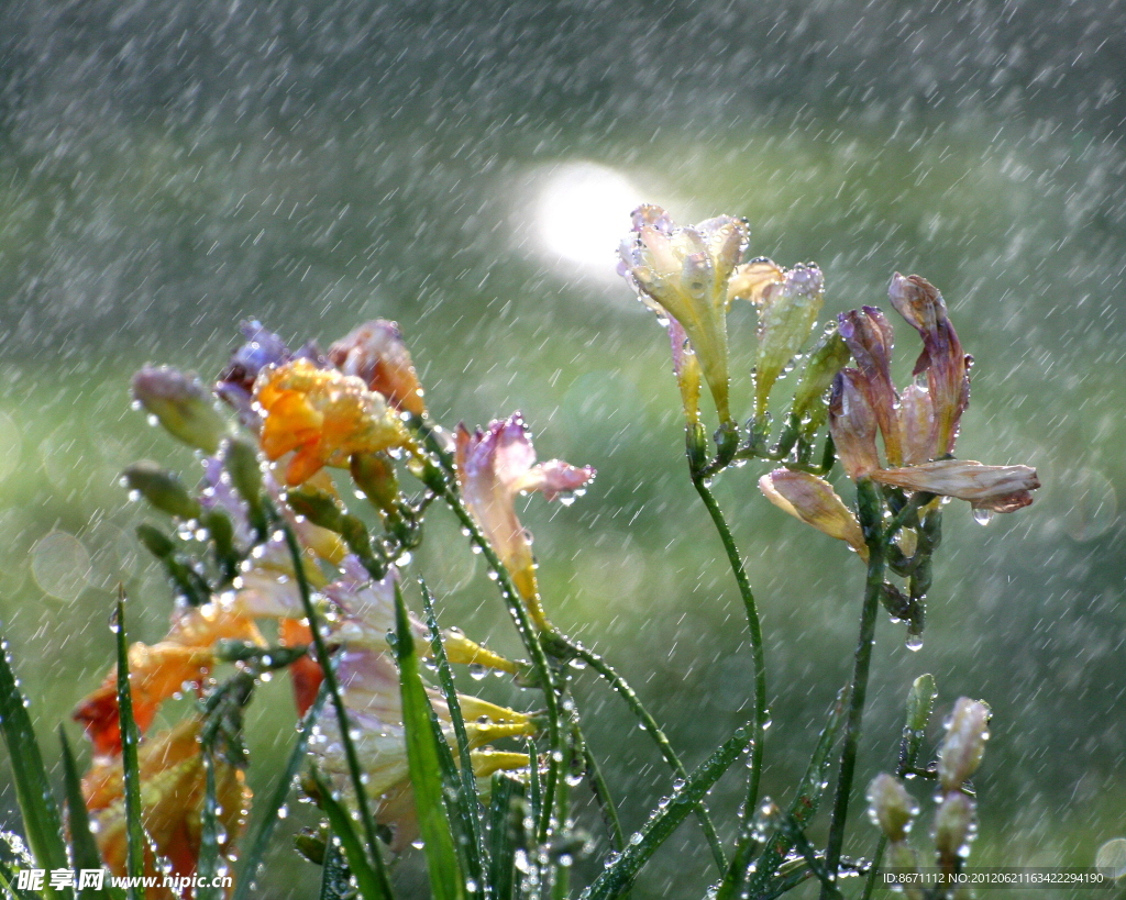 阵雨花朵