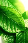 高清绿叶植物