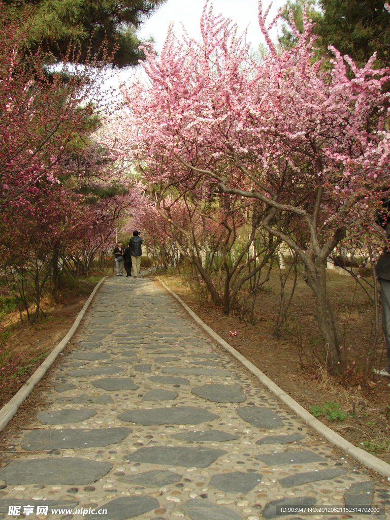 桃花小路