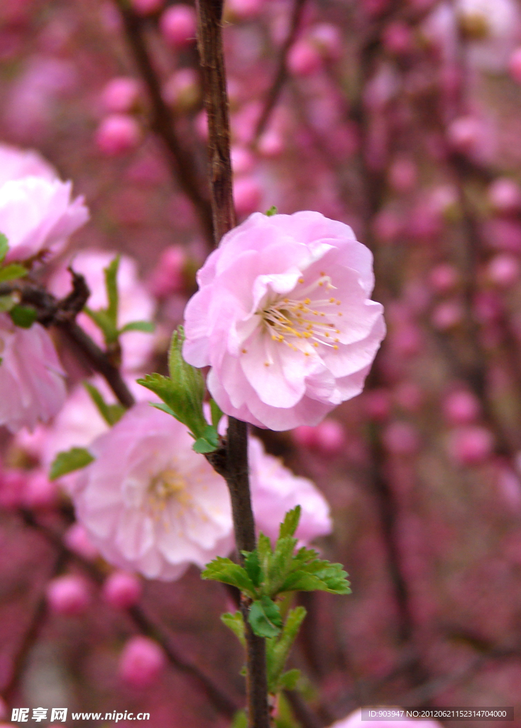 桃花