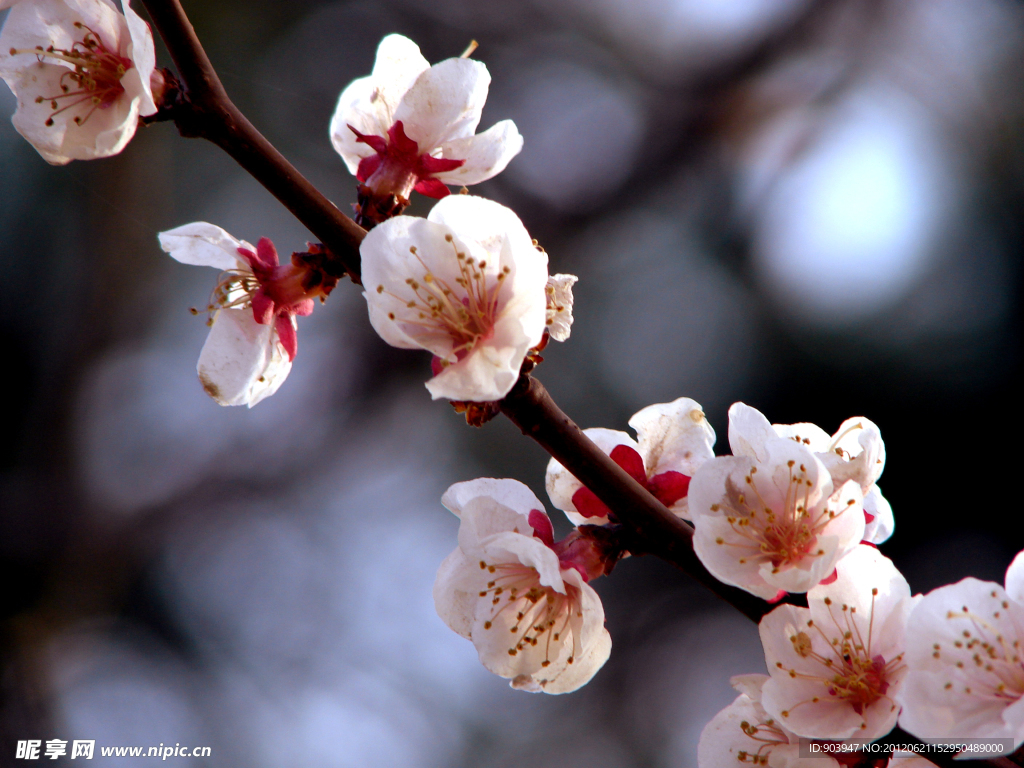 桃花