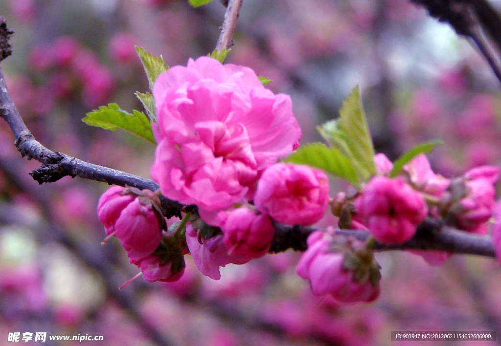 桃花