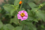 小花一组