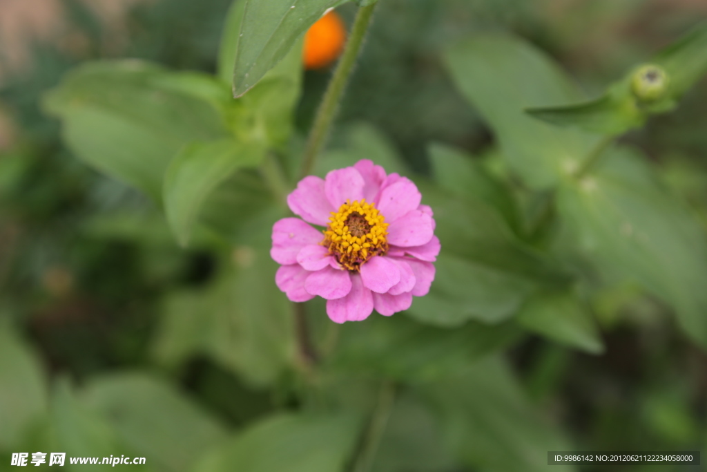 小花一组