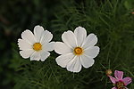 蓬蒿菊