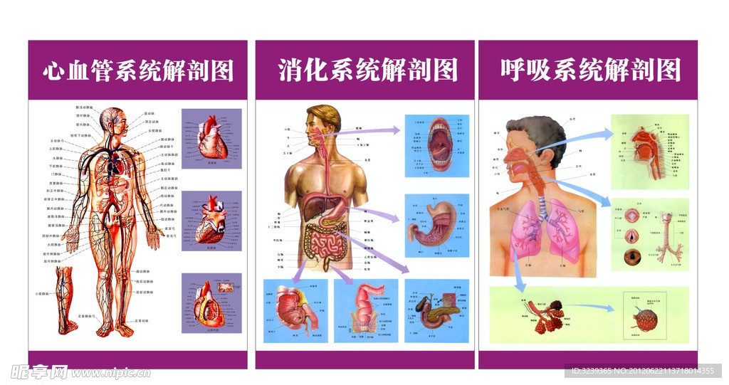 呼吸消化系统解剖图