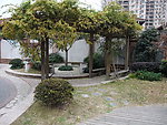 上海街头游园绿地照片