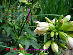 2012年月日历