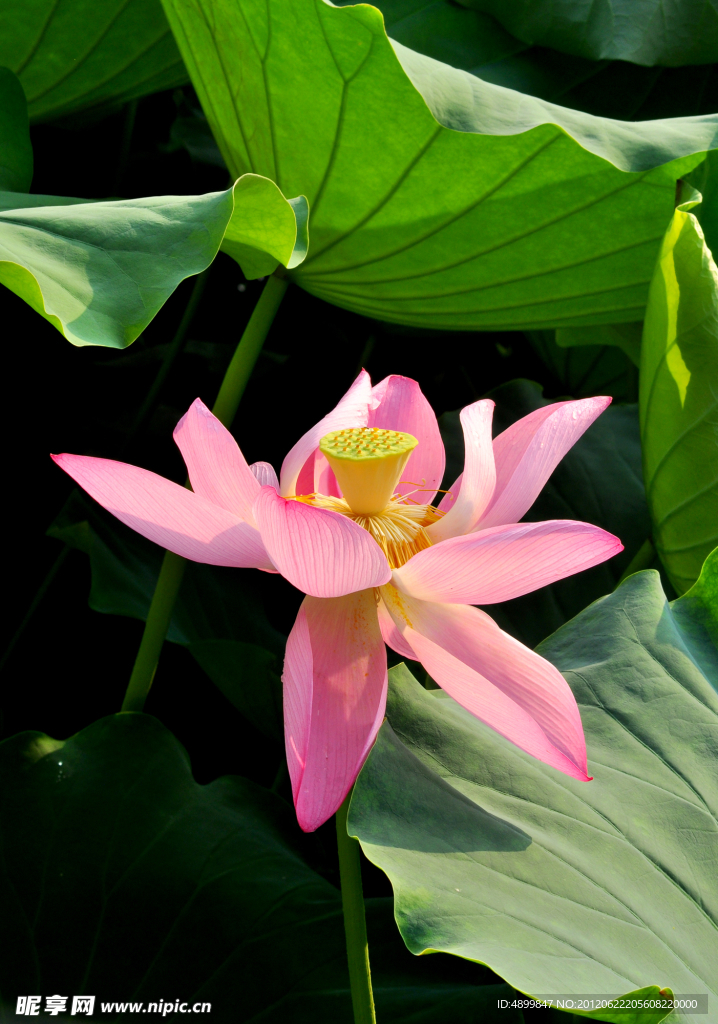 荷花