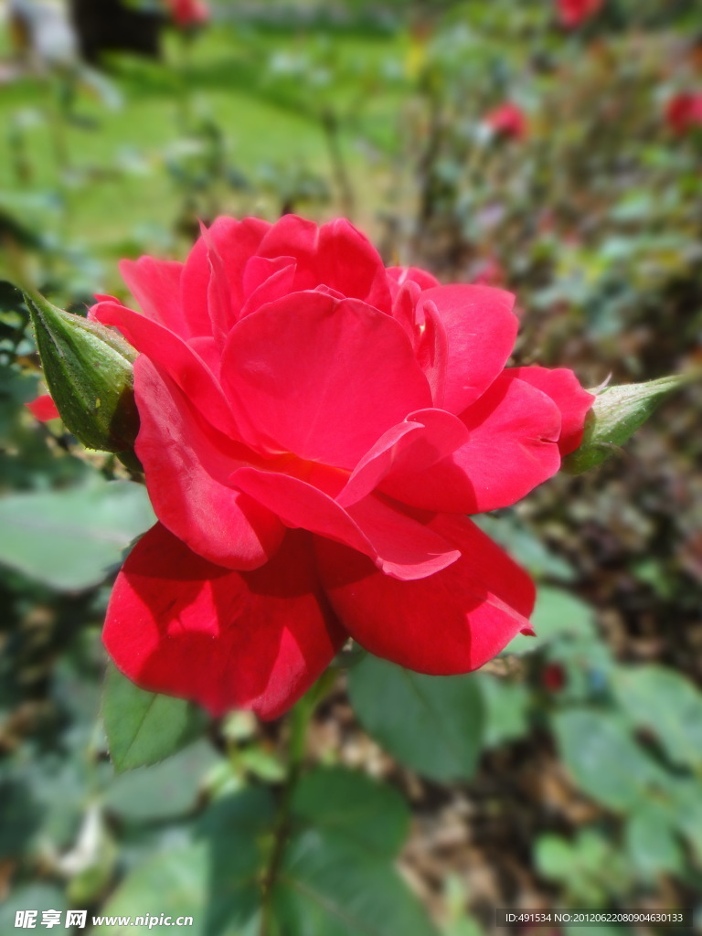 玫瑰花