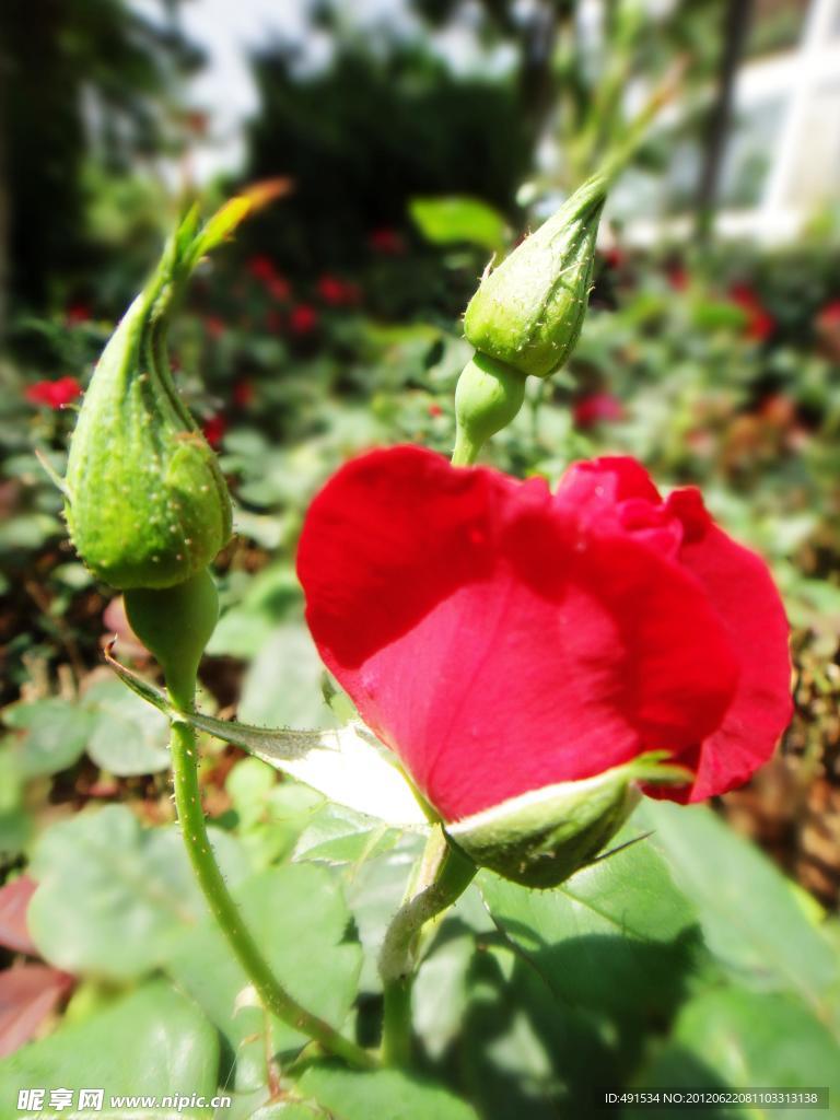 玫瑰花