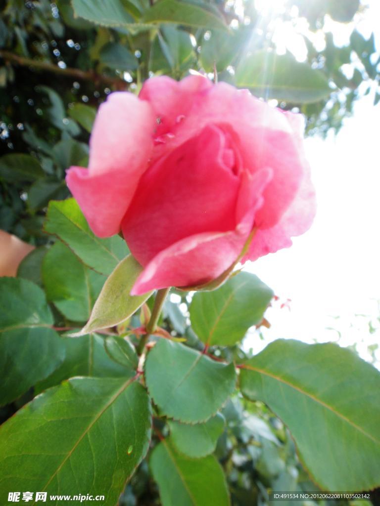 玫瑰花