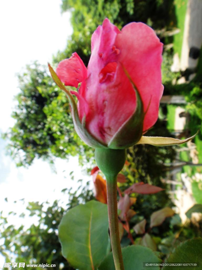 玫瑰花