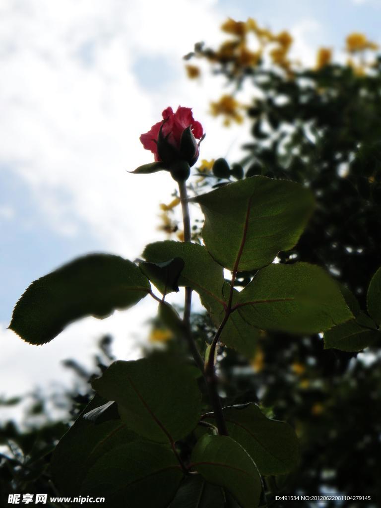 玫瑰花