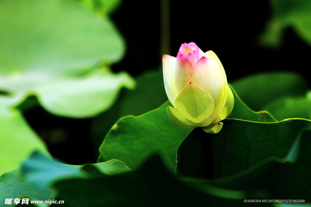 荷花