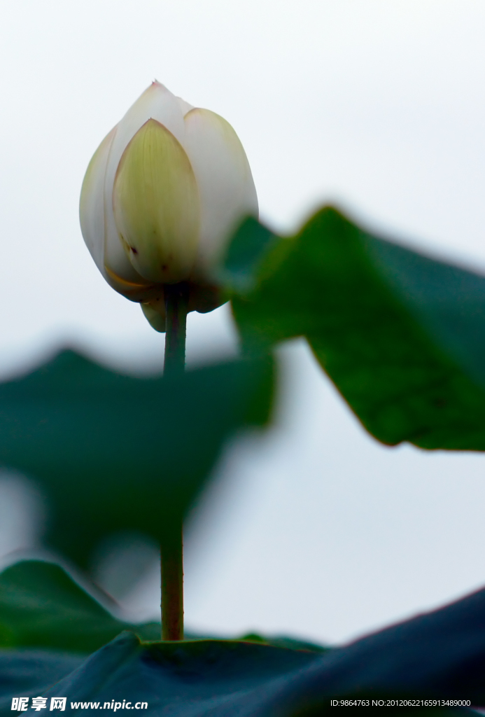 莲花