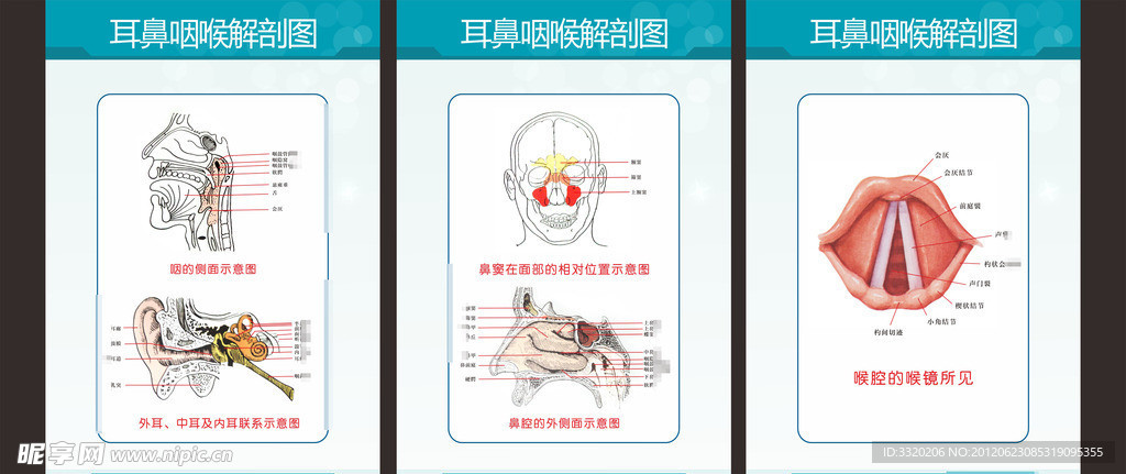 耳鼻喉解剖图