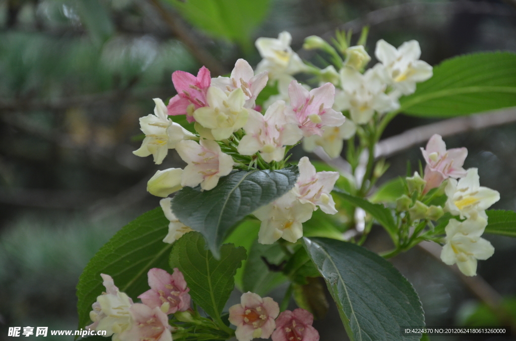 海仙花