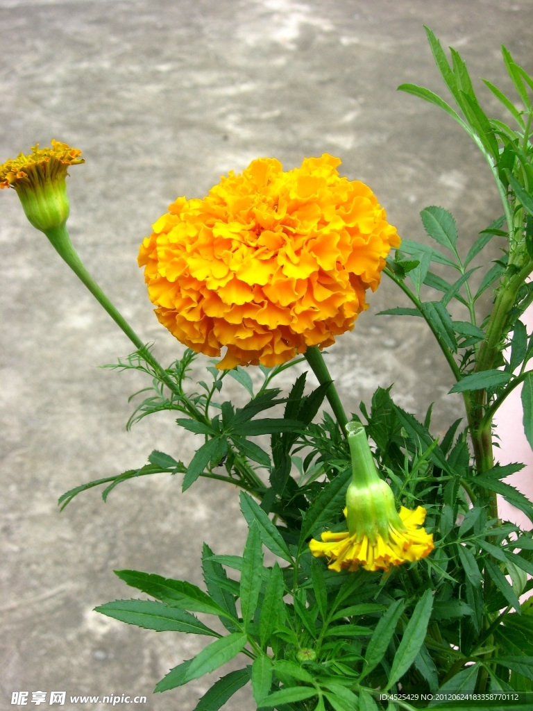 菊花