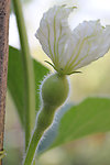 葫芦