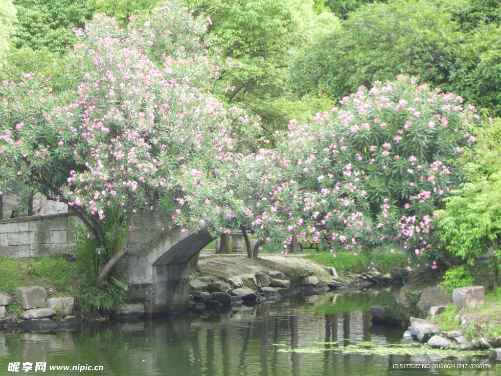东湖花影