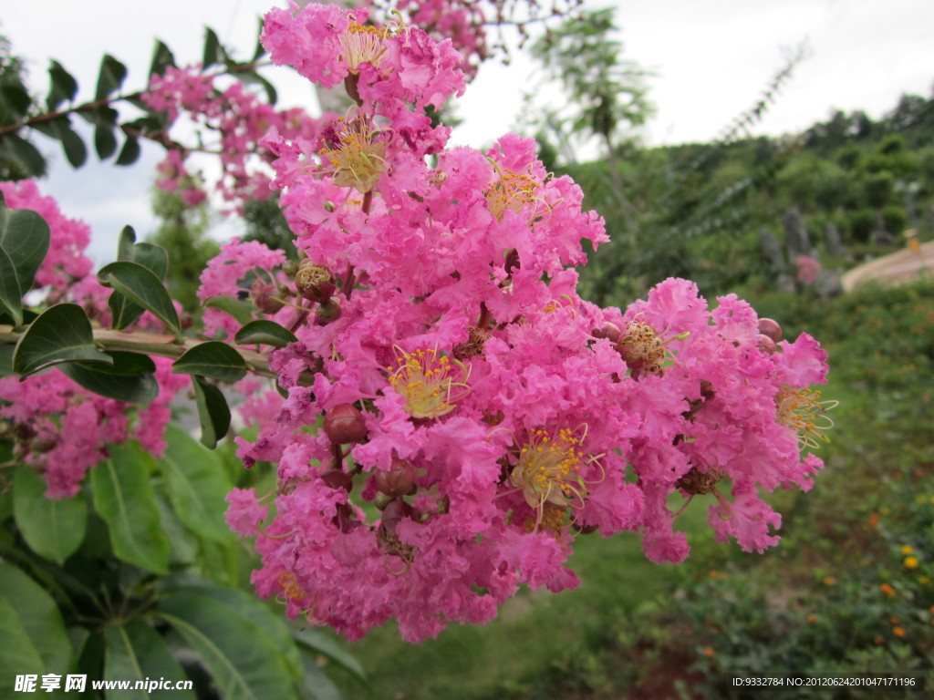 紫薇花