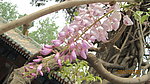 槐花