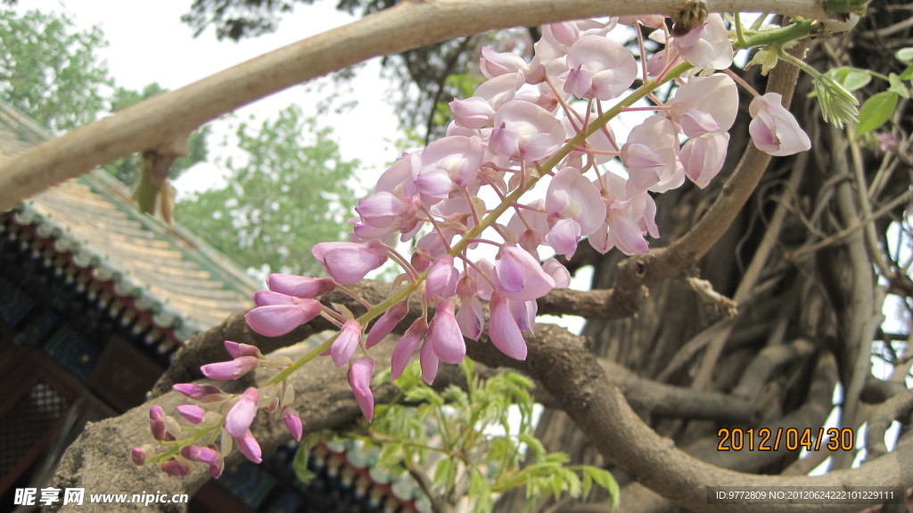 槐花