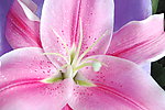 百合花
