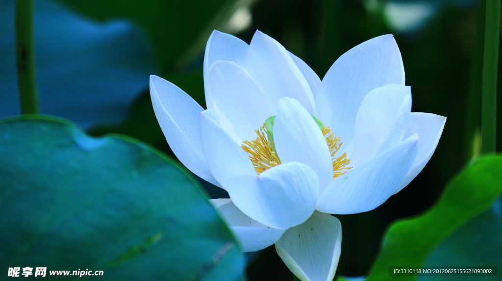 荷花