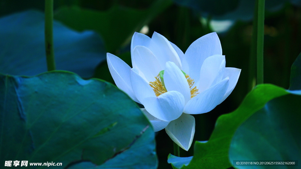 荷花