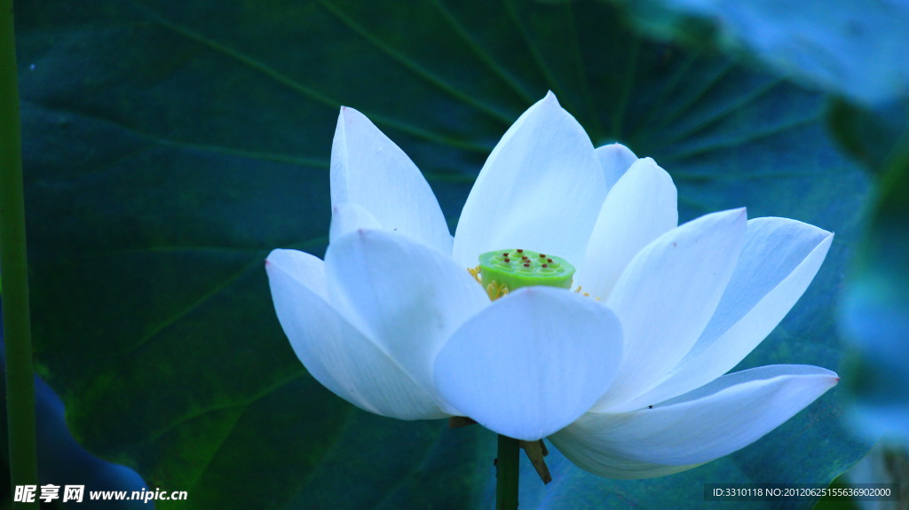 荷花