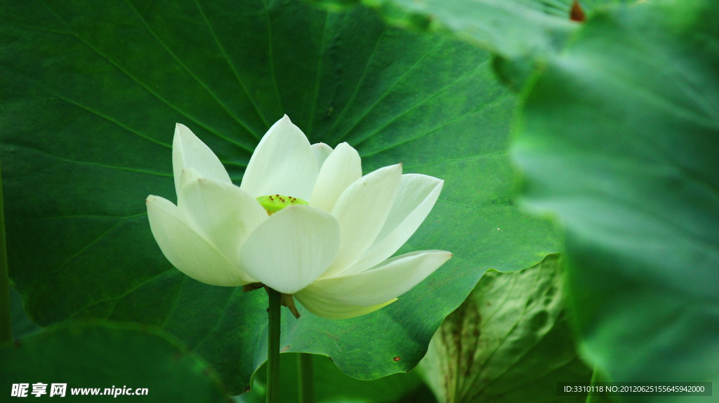 荷花