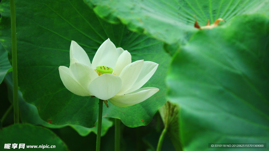 荷花
