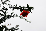 石榴花