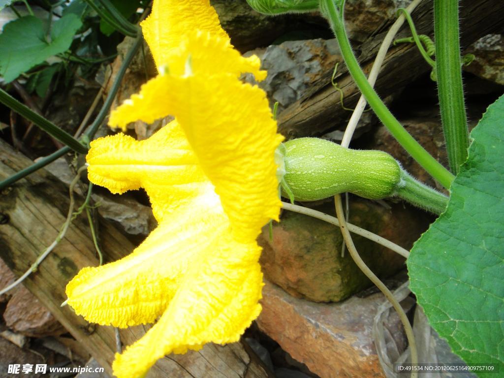 南瓜花摄影图__花草_生物世界_摄影图库_昵图网nipic.com