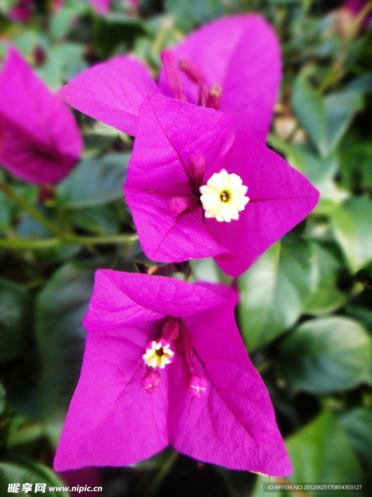 叶子花