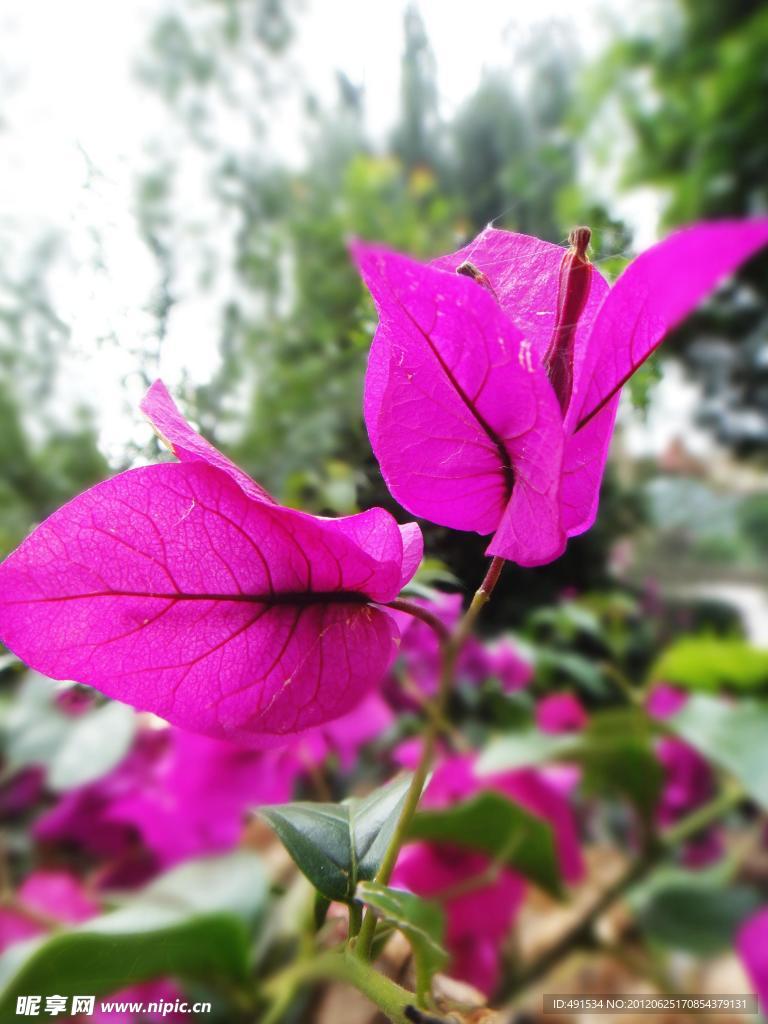叶子花