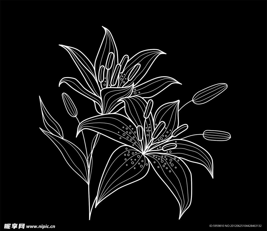矢量百合花