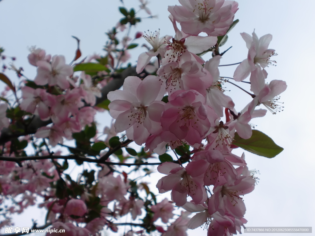 日本樱花