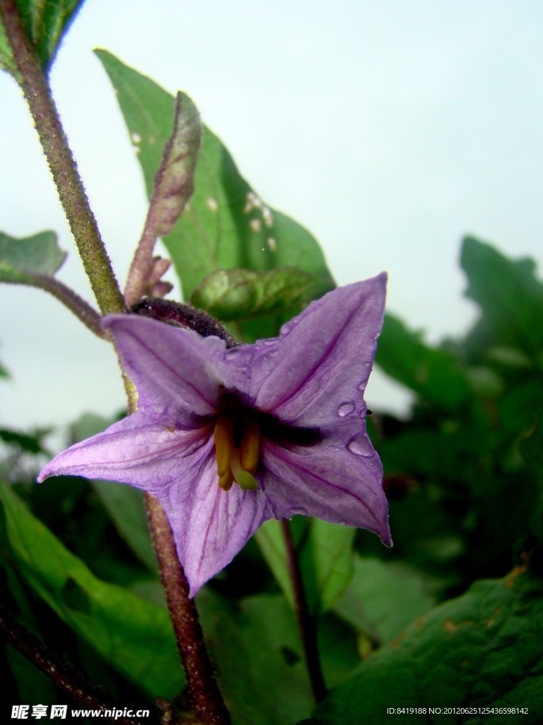 茄子花